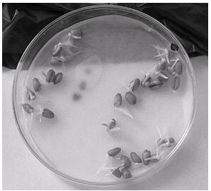 Application of guanosine triphosphate in agriculture