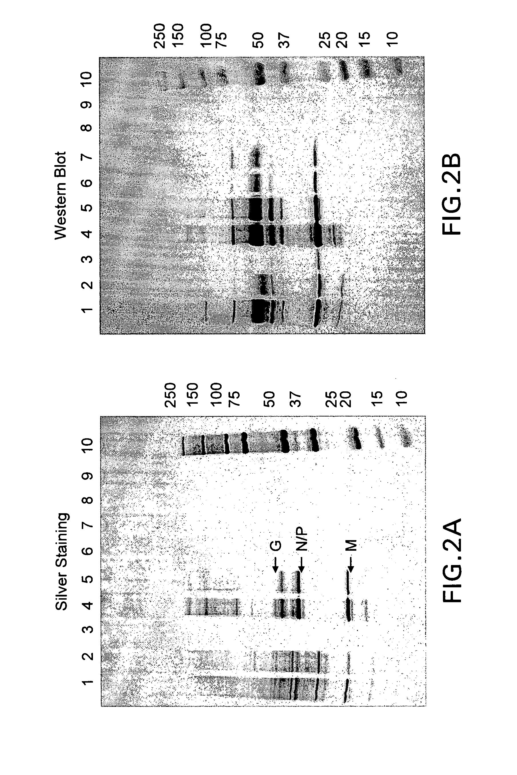 Purification processes for isolating purified vesicular stomatitis virus from cell culture