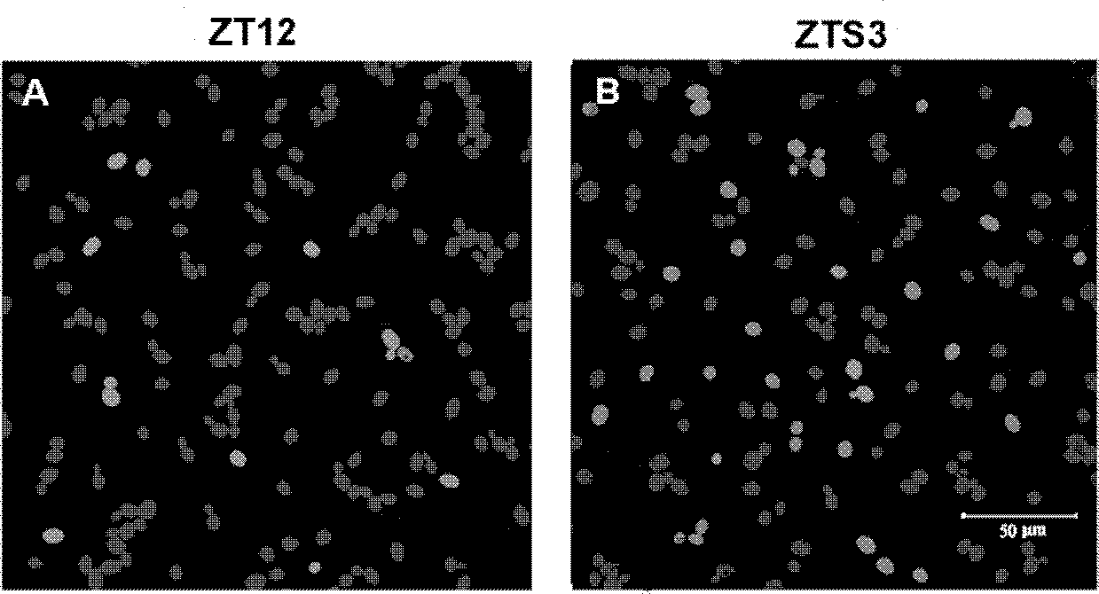 Saccharomyces cerevisiae strain suitable for thick mash fermentation and application thereof