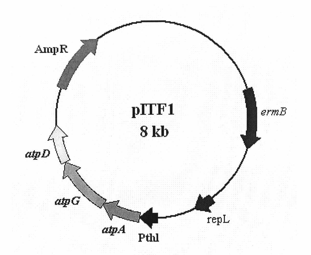 Recombinant acetone-butanol clostridium and construction method and use thereof