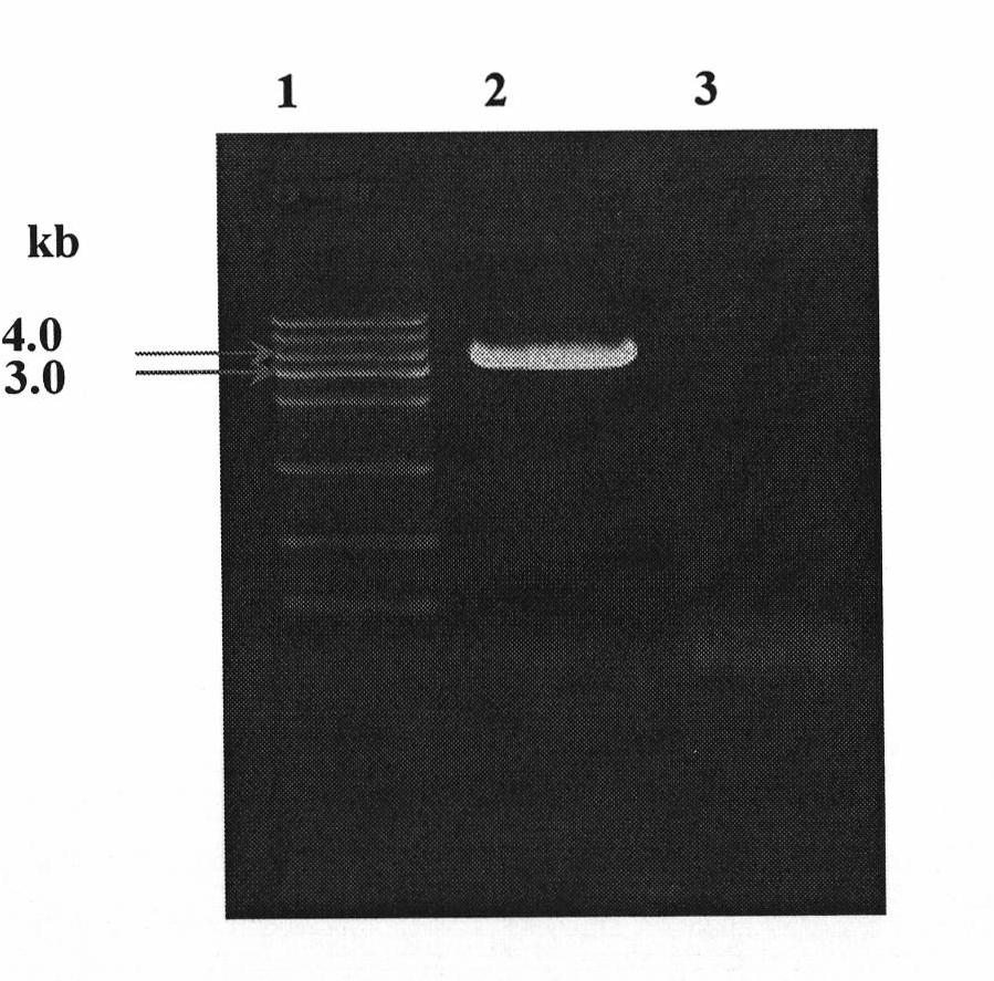 Recombinant acetone-butanol clostridium and construction method and use thereof