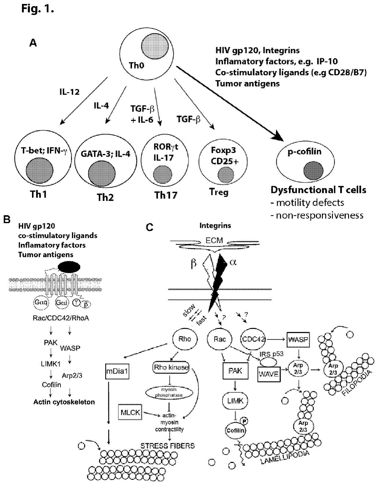 Cofilin phosphorylation for quantifying cd4 t cell damage and predict cd4 t cell recovery from Anti-retroviral therapy