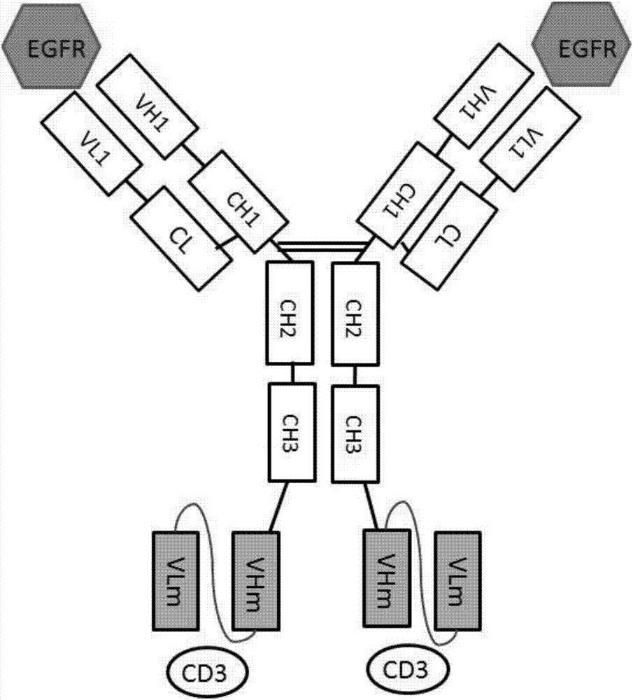 Anti-egfr and anti-cd3 bispecific antibody and its application