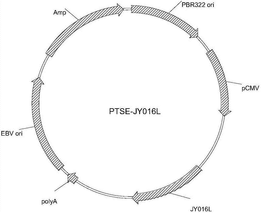 Anti-egfr and anti-cd3 bispecific antibody and its application