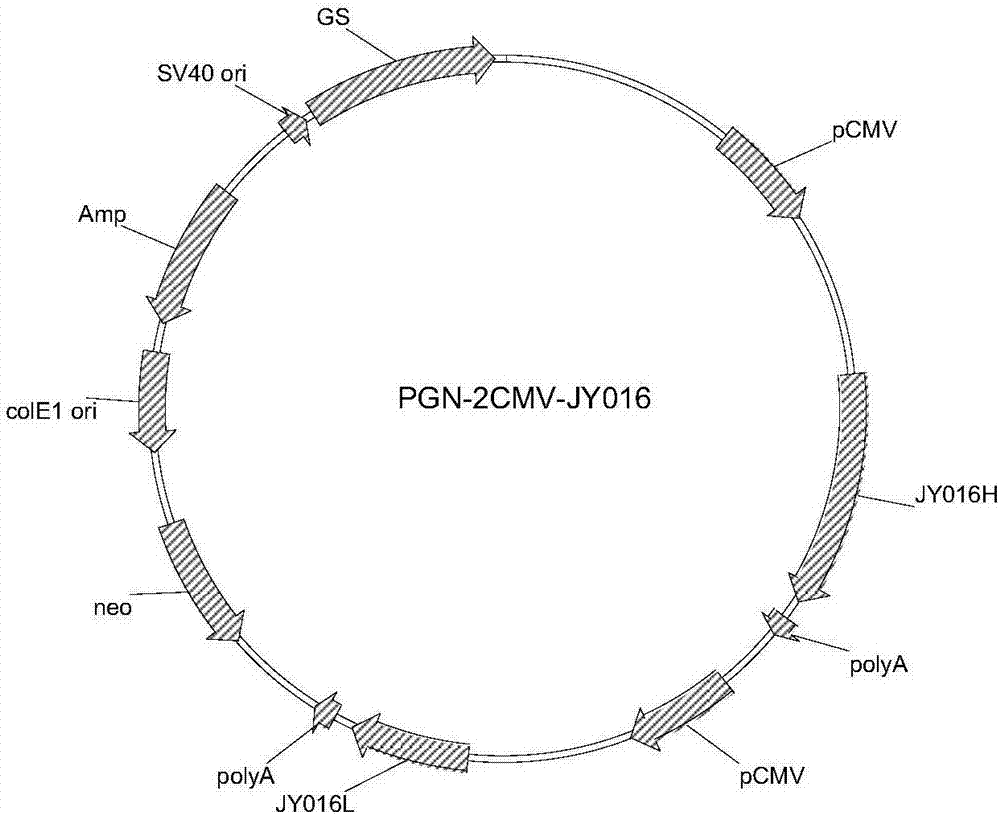 Anti-egfr and anti-cd3 bispecific antibody and its application