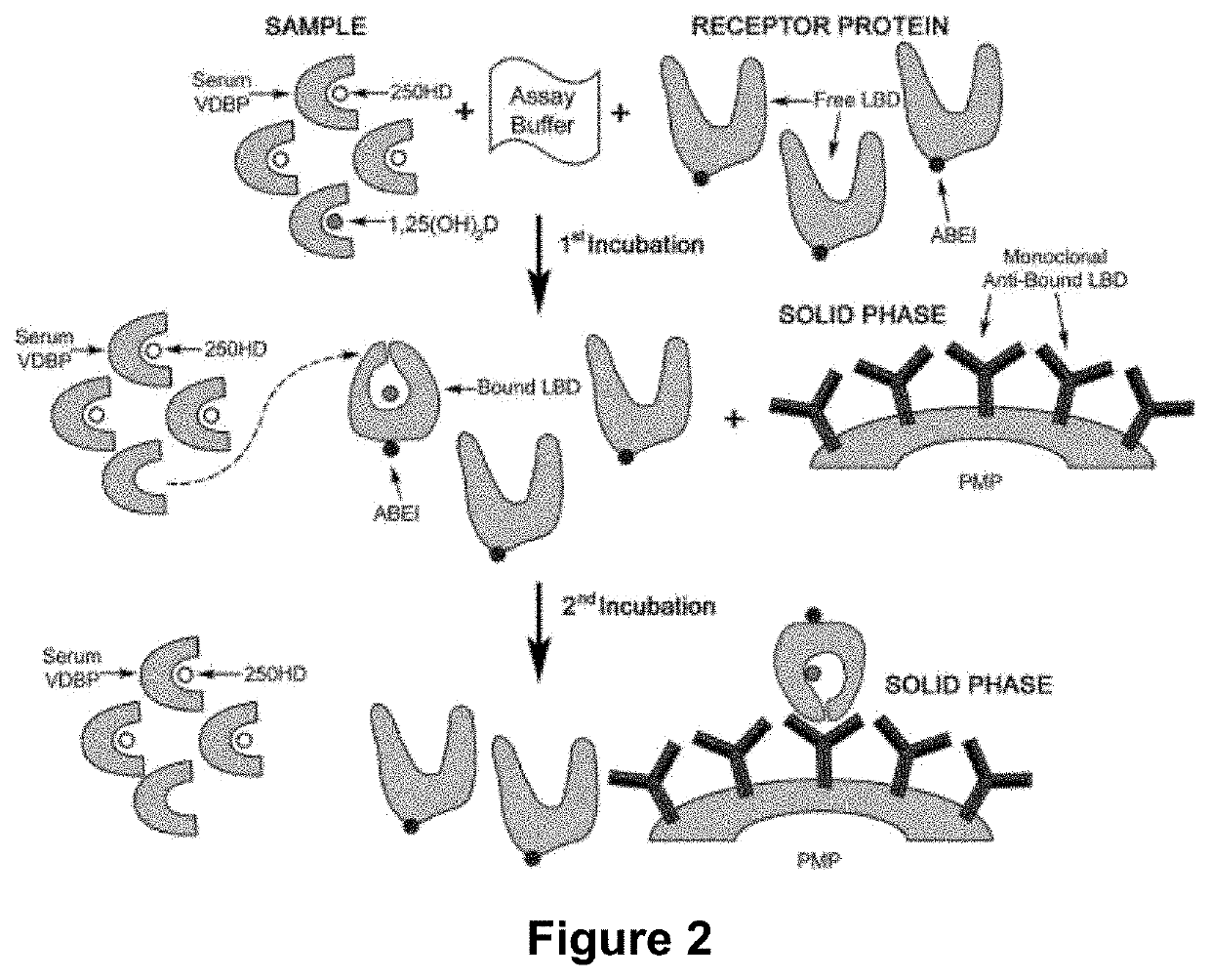 Use of 1,25-Dihydroxyvitamin D Values in Ratio with PTH as a Prognostic Biomarker