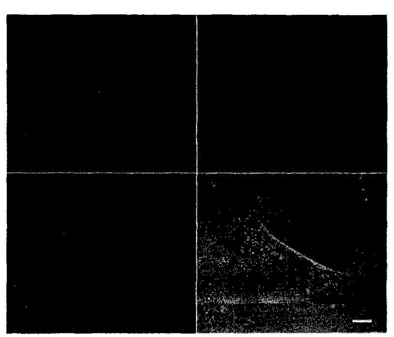 Biotin labeling method of envelope viruses