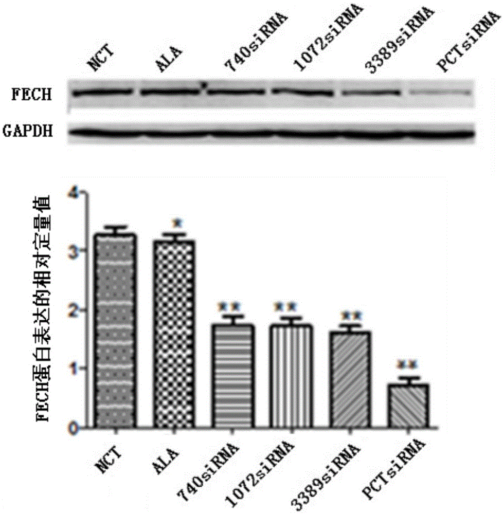 Method for inducing accumulation of tumor cell protoporphyrin IX with combination of RNAi technology and small-dose ALA