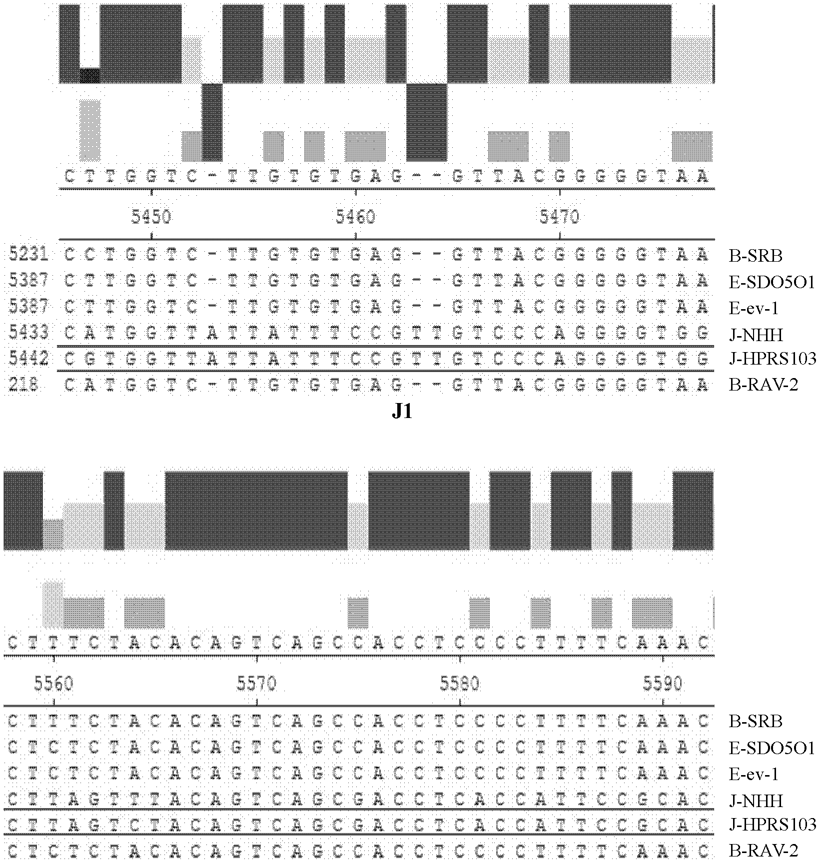 Gene chip, kit and method for detecting subtype avian lymphoid leukemia virus