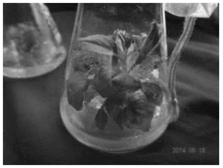 Method for culturing monopetalous petunia hybrida test-tube flowers