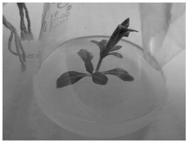 Method for culturing monopetalous petunia hybrida test-tube flowers