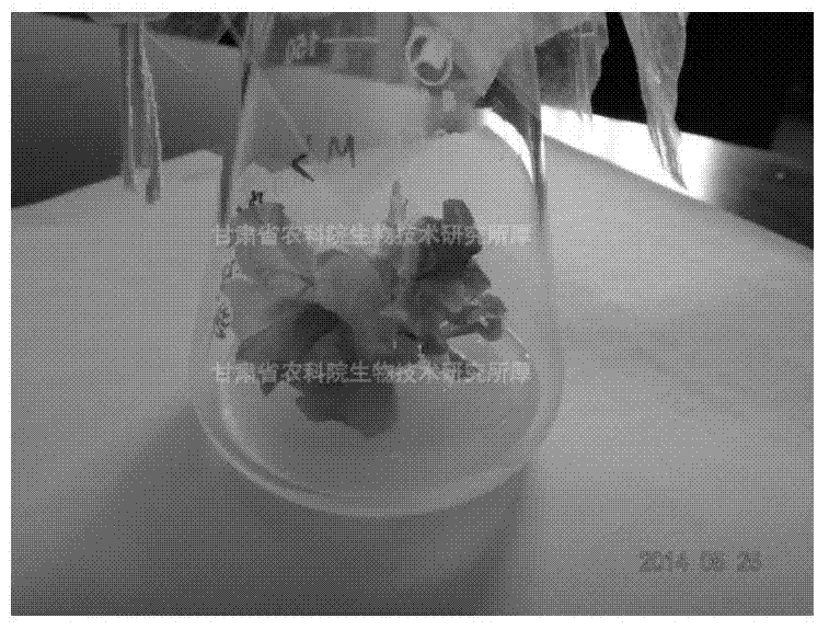 Method for culturing monopetalous petunia hybrida test-tube flowers