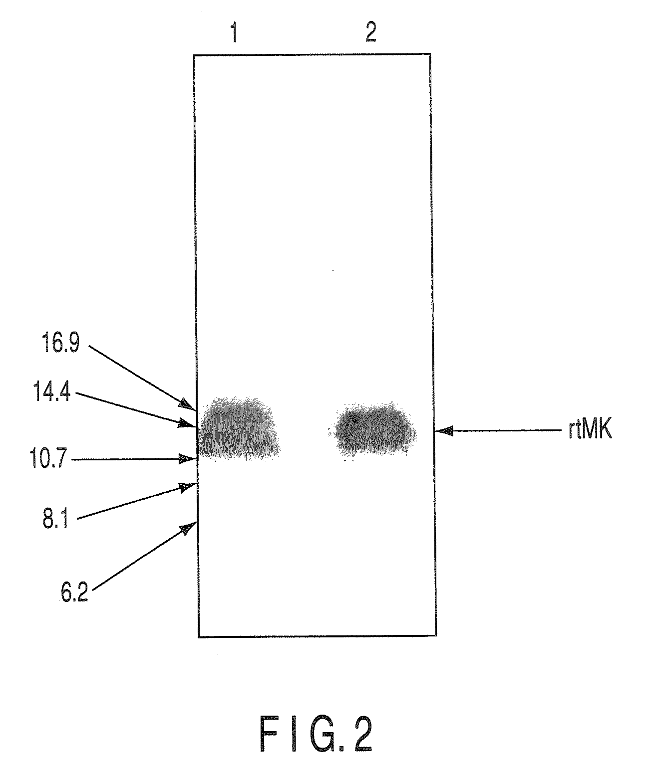 Monoclonal antibody specific to truncated midkine (TMK) protein and uses thereof