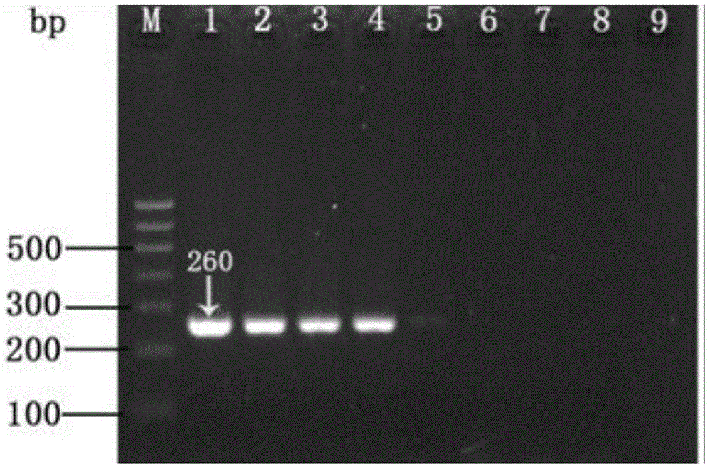 Real-time fluorescent quantitative PCR detection method for apple stem pitting virus