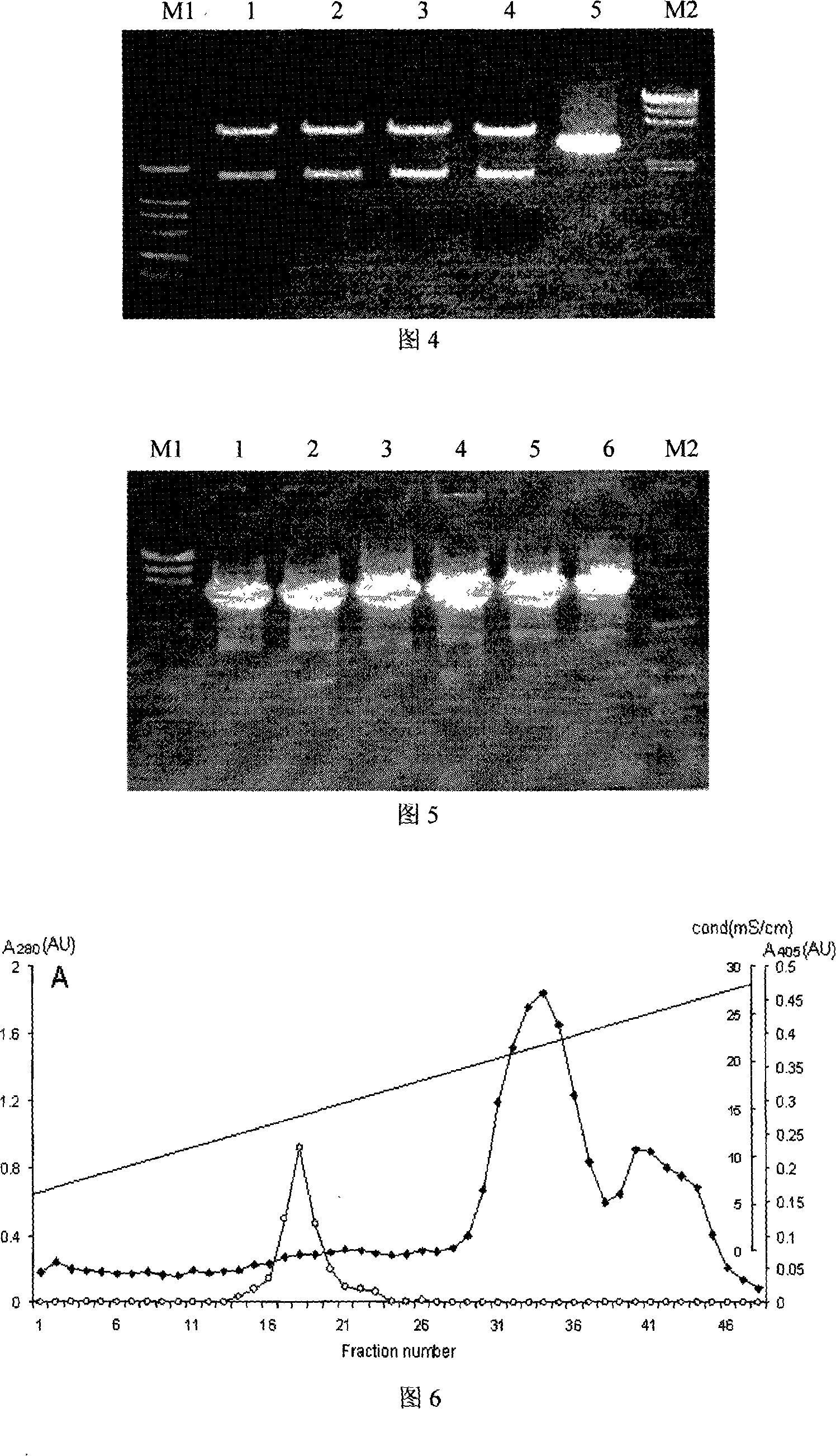 Method for producing biological energy source substance by using chitin