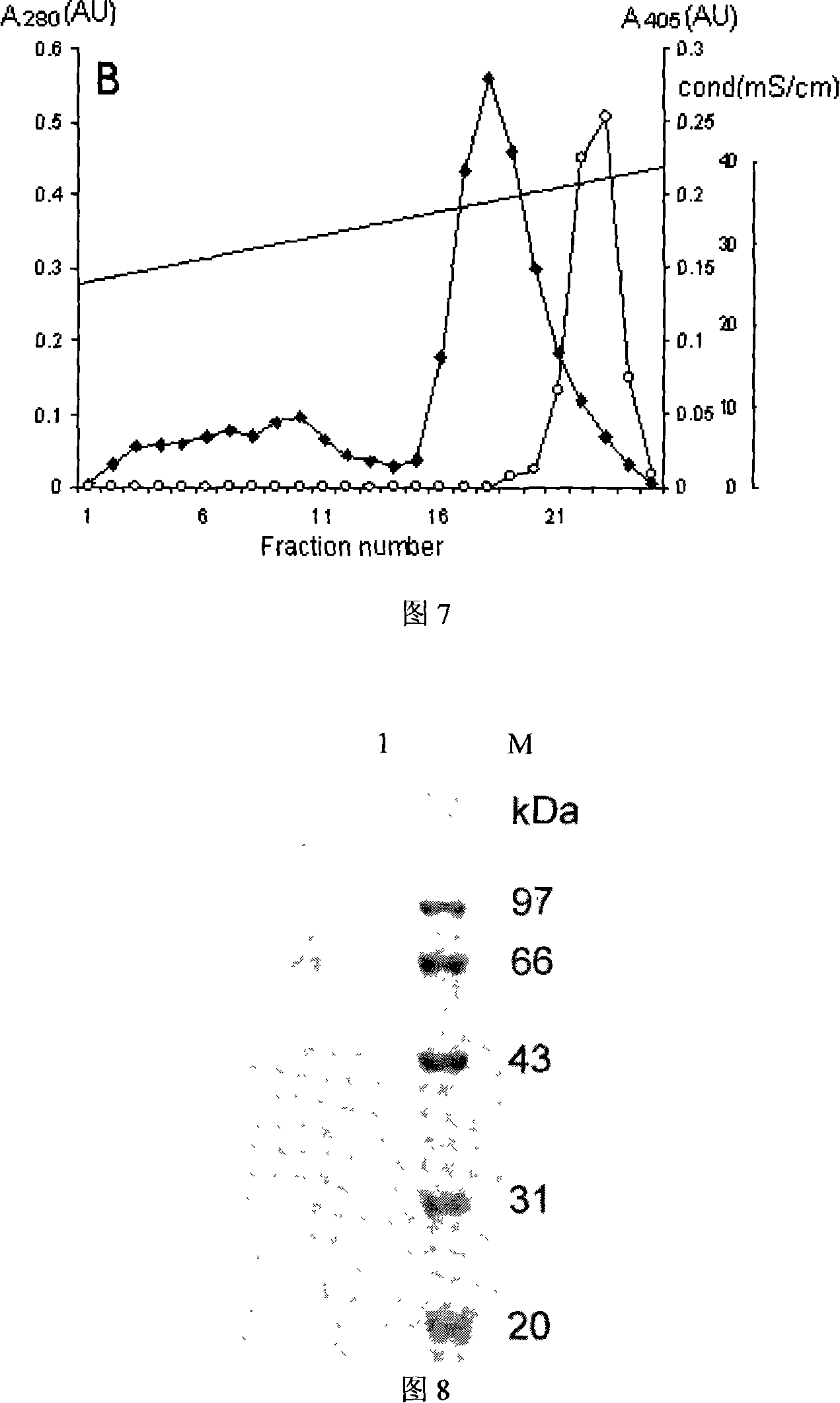 Method for producing biological energy source substance by using chitin