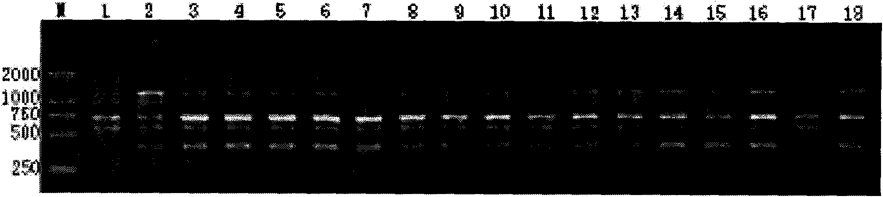 Method for performing variety identification and seed purity check of celery cabbage by using SCAR marker