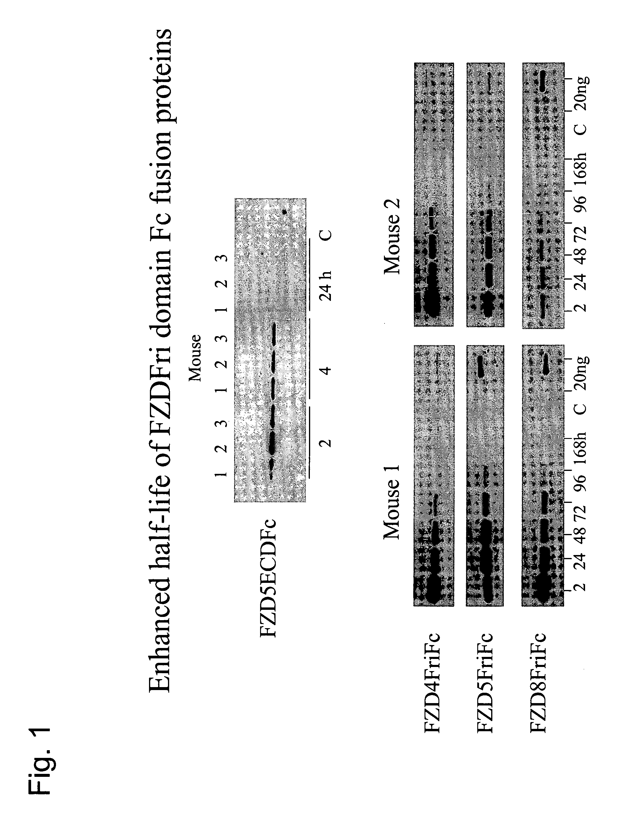 Compositions and methods for inhibiting Wnt-dependent solid tumor cell growth