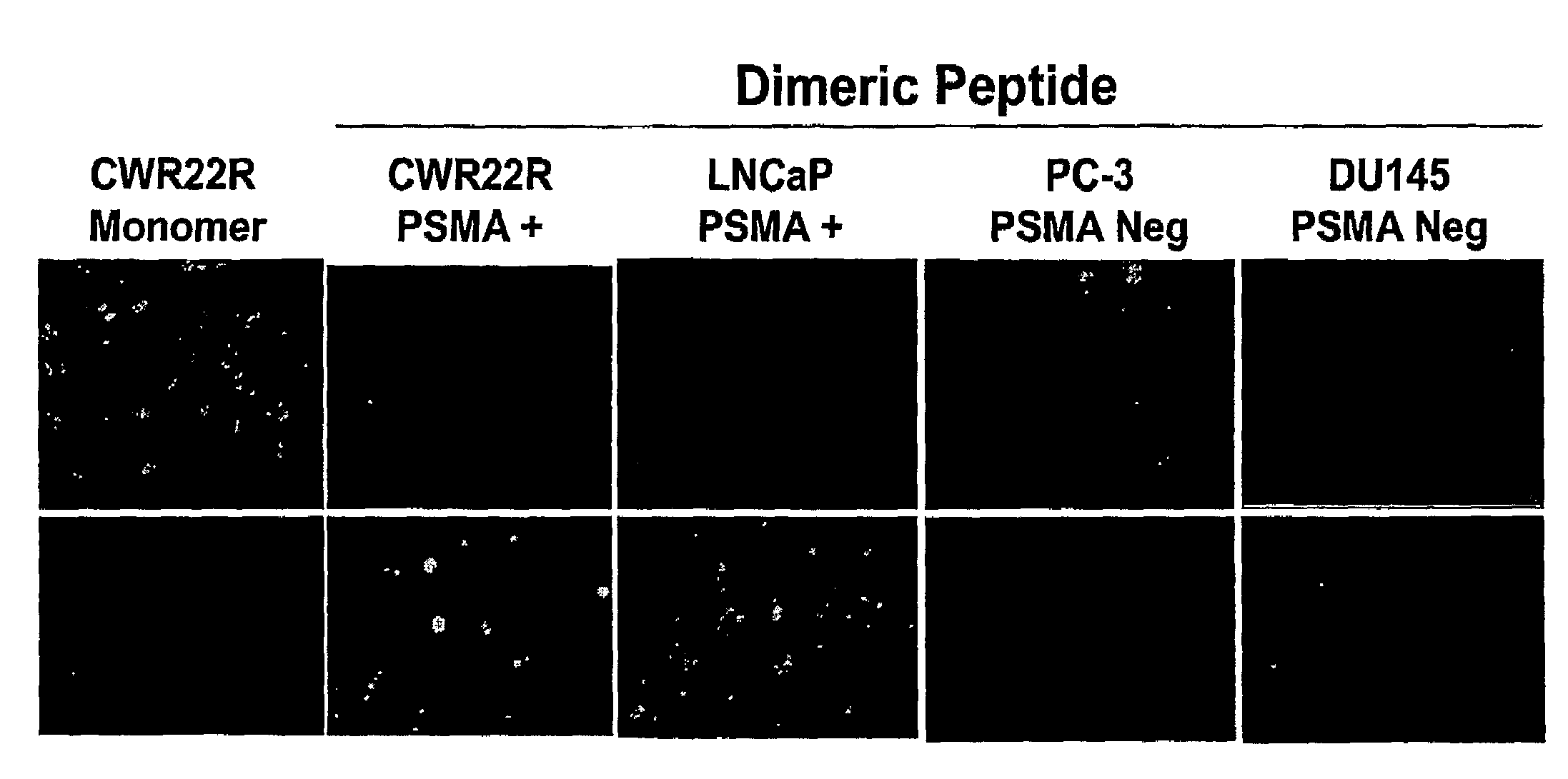 Compositions and Methods for The Treatment of Cancer
