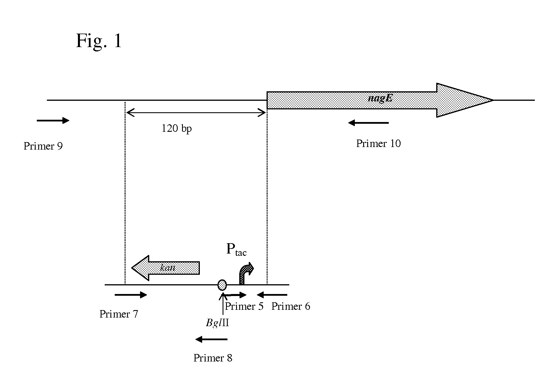 Method for producing l-amino acids using bacterium of the enterobacteriaceae family