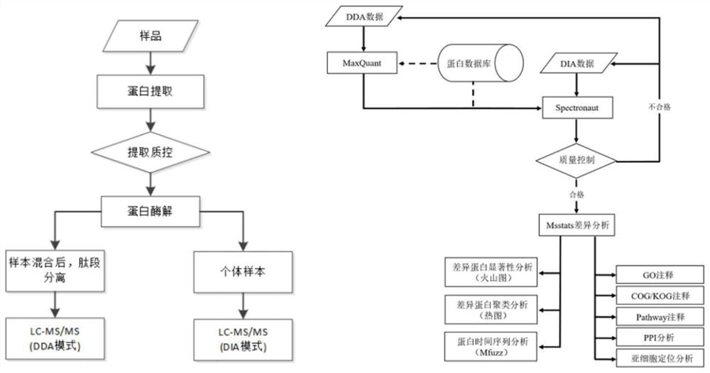 Application of comt protein in prediction of good response to superovulation in cynomolgus monkeys