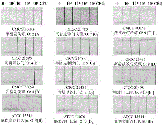 Preparation method of colloidal gold test paper strip for detecting salmonella in food based on salmonella core polysaccharide monoclonal antibody