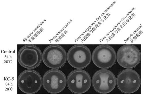 Acid-resistant bacillus amyloliquefaciens Kc-5 and application thereof