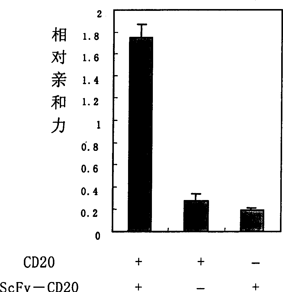 Human Source antibody for anti CD20 and epithelial cell adhesion molecule