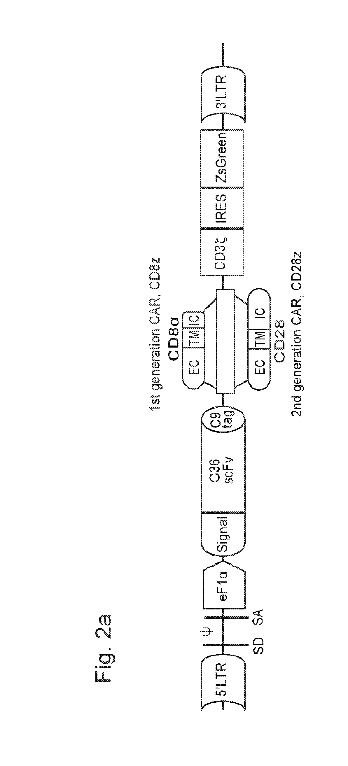 Carbonic anhydrase ix specific chimeric antigen receptors and methods of use thereof