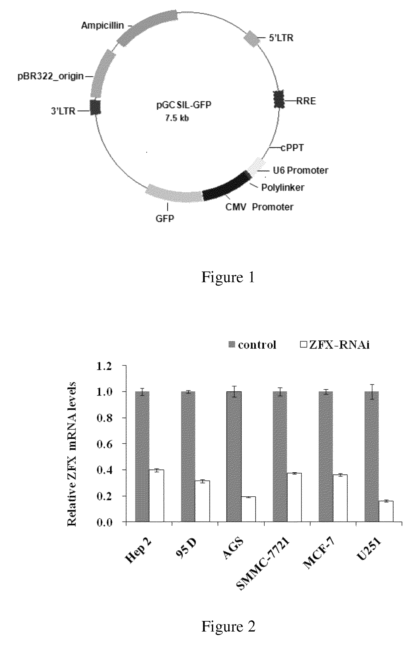 Uses of the human ZFX gene and drugs associated with same