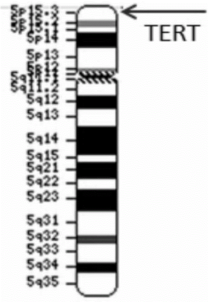 Method for predicating gene age and disease susceptibility and kit
