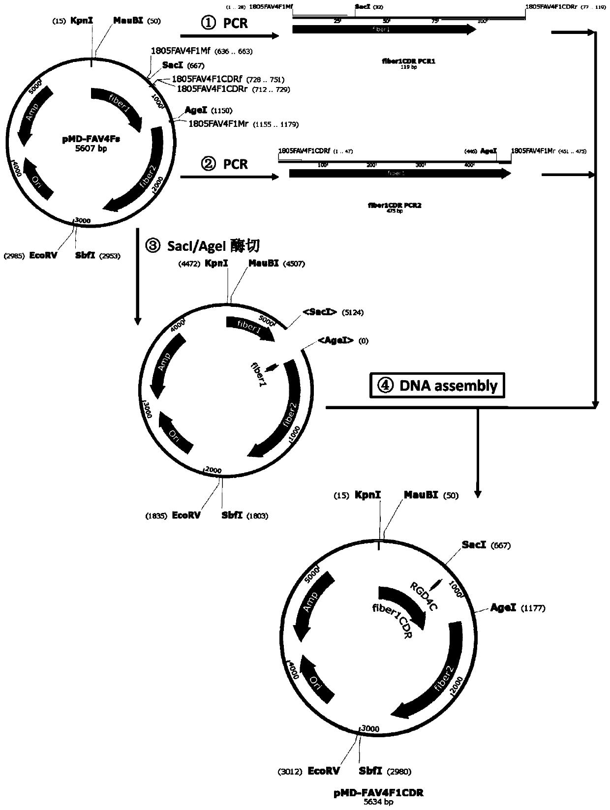 Fowl type-4 adenovirus vector for target infection on mammalian cells and application of fowl type-4 adenovirus vector