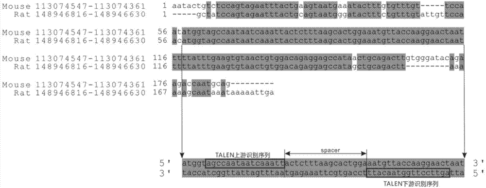 Method of target-integrating foreign DNA (Deoxyribonucleic Acid) sequence to Rosa26 sites of rat and mouse as well as application thereof