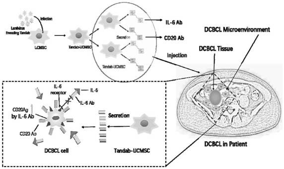 Mesenchymal stem cells (MSCs) secreting IL-6 antibody/CD20 antibody as well as construction method and application of MSCs