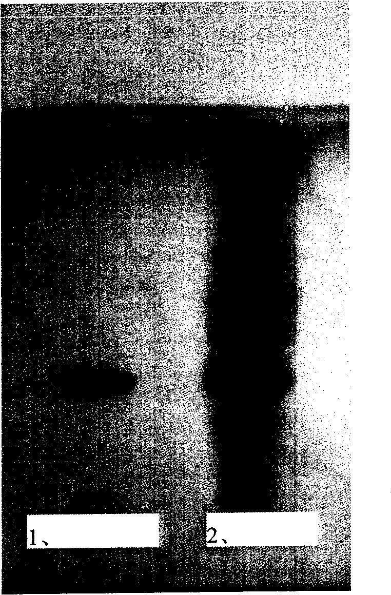 Cordycepin polysaccharide buccal tablet and preparation method thereof