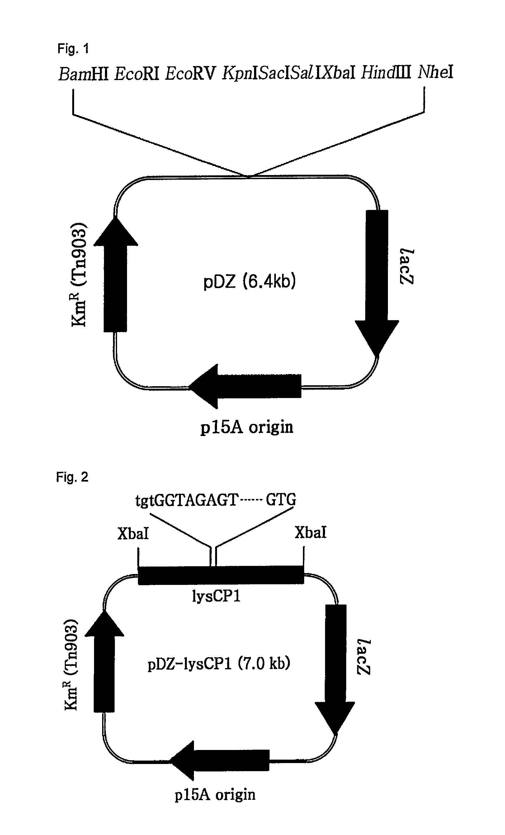 Promoter and a production method for L-lysine using the same