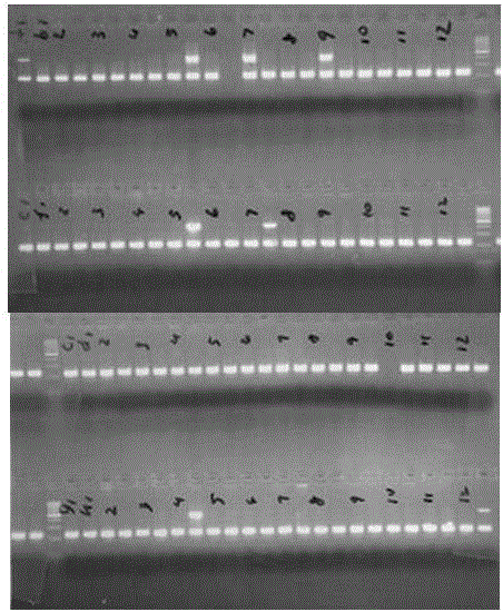 Method for qualitatively detecting HLA-B*1502 gene with PCR-SSP method and clinical kit