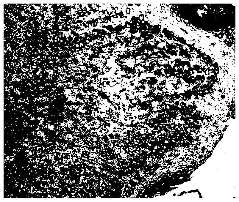 Immunohistochemical staining kit containing pigment tissues and staining method