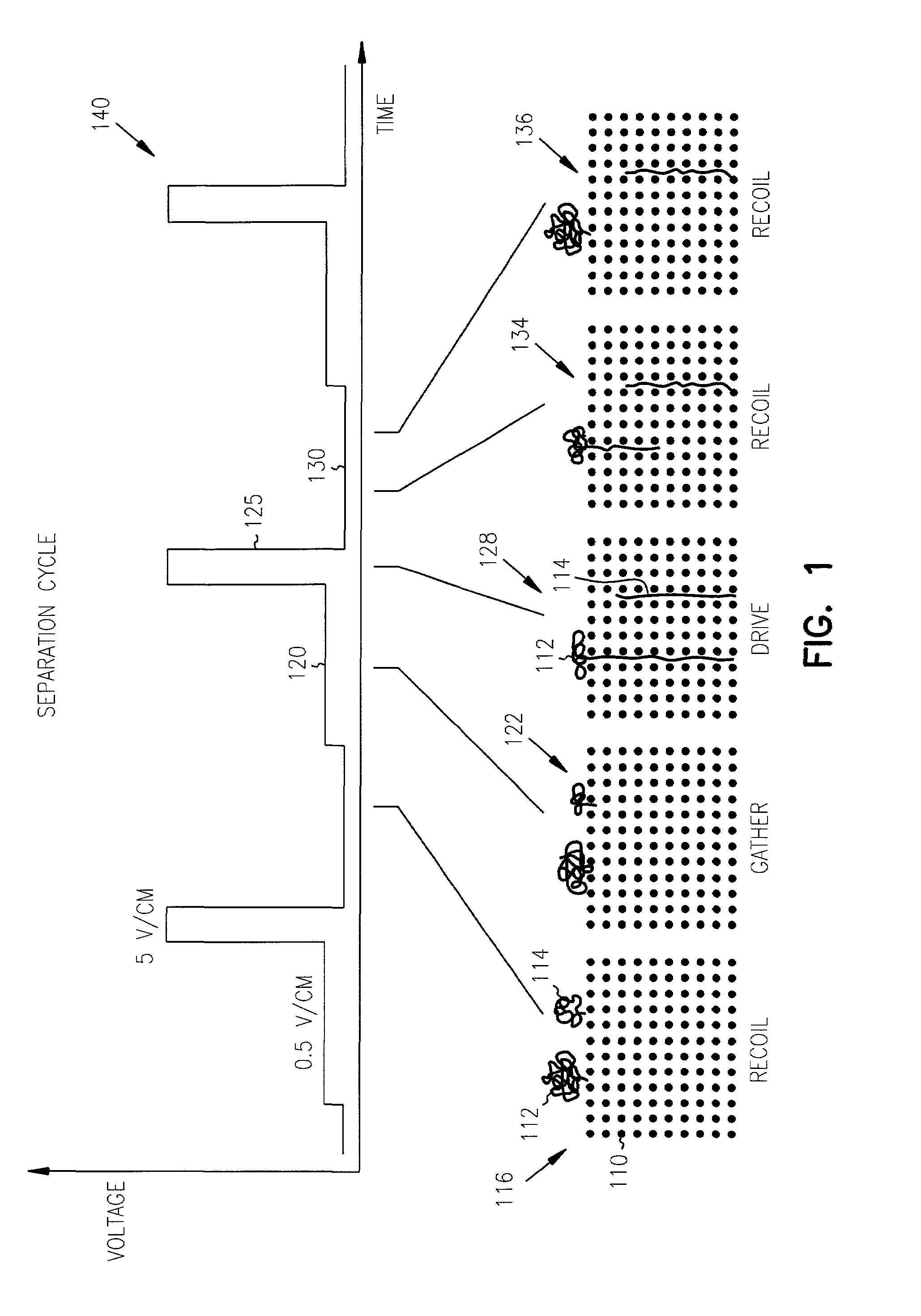 Length-dependent recoil separation of long molecules