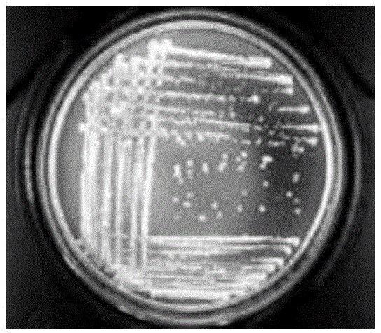 Cellulose-degrading bacteria with phosphate-dissolving capability and application thereof