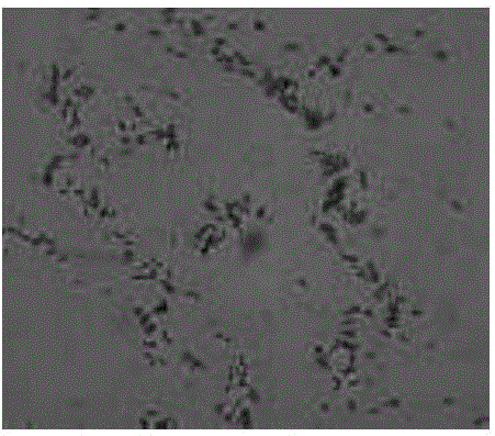 Cellulose-degrading bacteria with phosphate-dissolving capability and application thereof