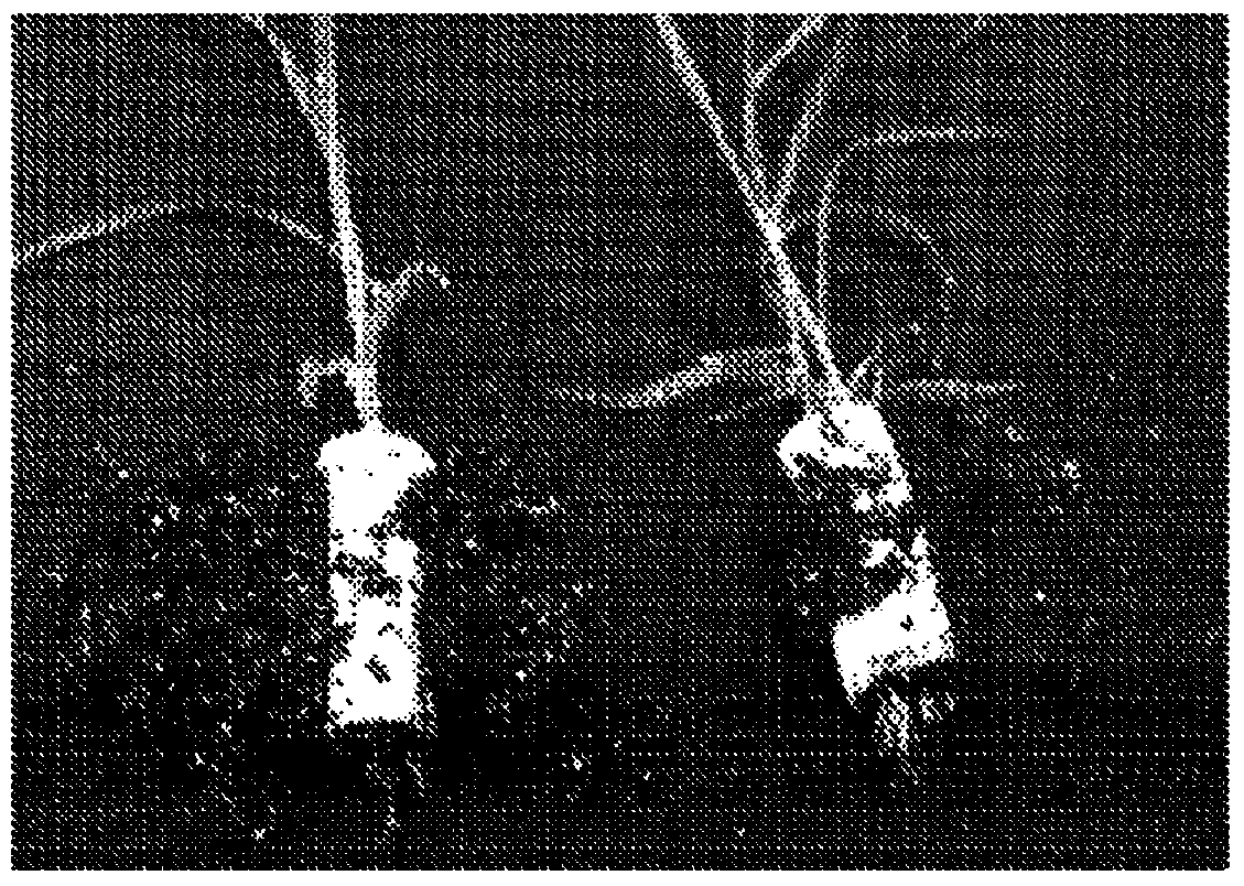 Plant artificial seeds having multilayers and methods for the production thereof