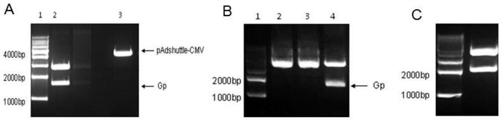 Recombinant chimpanzee source adenovirus for expressing rabies virus G protein and preparation method of recombinant chimpanzee source adenovirus