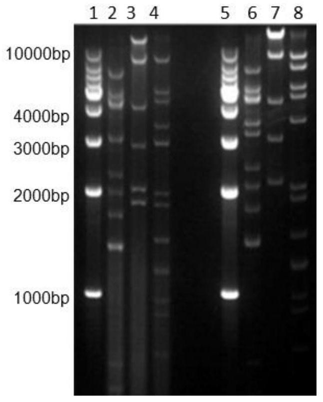 Recombinant chimpanzee source adenovirus for expressing rabies virus G protein and preparation method of recombinant chimpanzee source adenovirus
