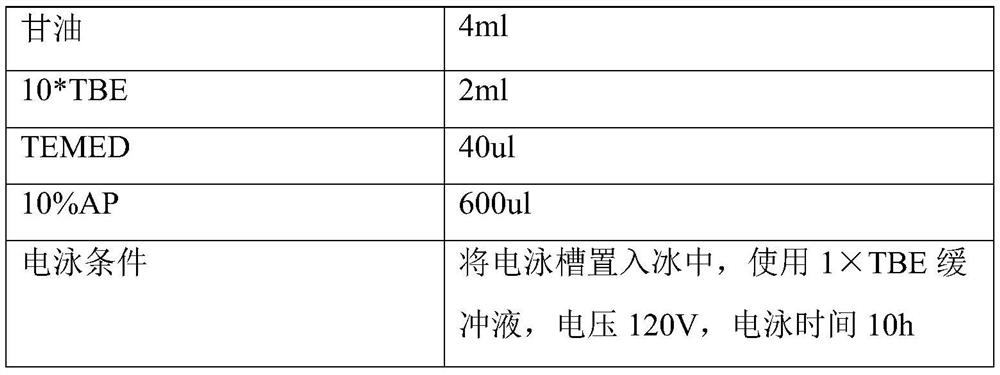 A kind of recombinant strain of dapb gene modification and its construction method and application