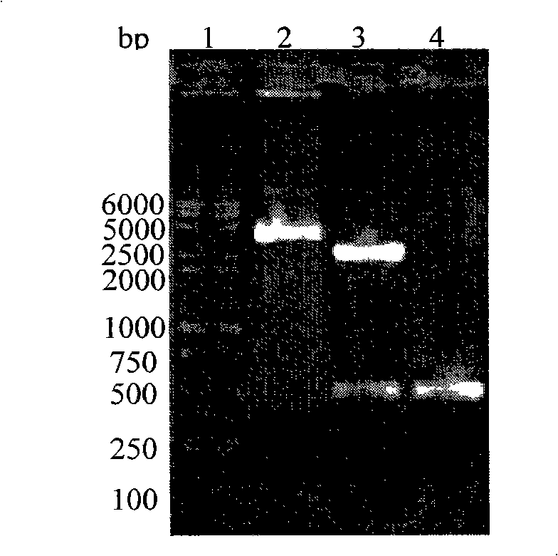 Method for constructing hepatitis C virus specific ribozyme M1GS-hcv/C76 and uses thereof