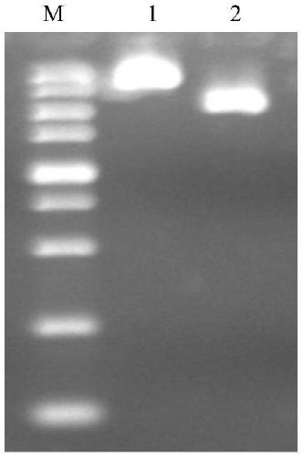 Grape berry necrosis virus infectious clone and construction method thereof