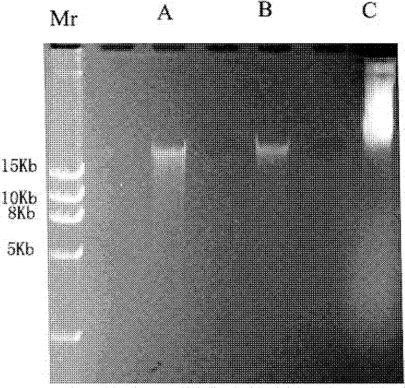 A method for extracting high molecular weight genomic DNA from environmental samples