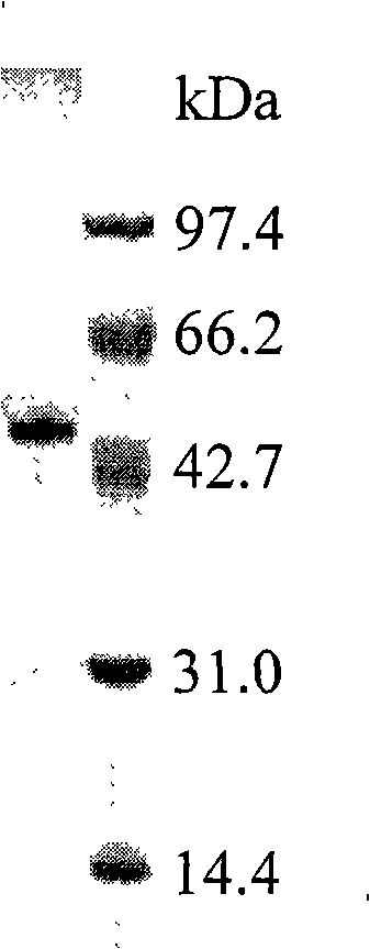 Fire resistant xylanase XynA1, gene for encoding the enzyme and uses thereof