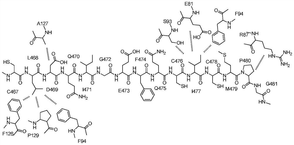 Peptides for specific inhibition of jag1-notch1 pathway